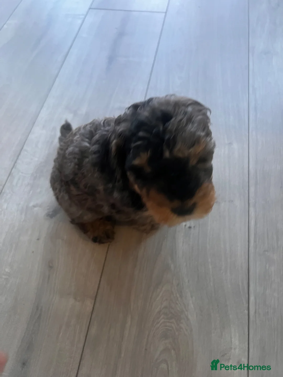 Cockapoo dogs for sale: Adorable Cockapoo puppy in Manchester - Advert 6