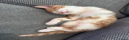 Mixed Breed cats for sale: Gorgeous Calico and Ginger kittens in Eastleigh - Advert 4