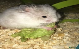 Hamster rodents for sale: Baby hamsters  - Image 11