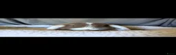 Mini Lop rabbits for sale: Stunning Mini Lops  - Advert 8