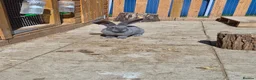 Continental Giant rabbits for sale: Pure giant continental rabbits  - Advert 2