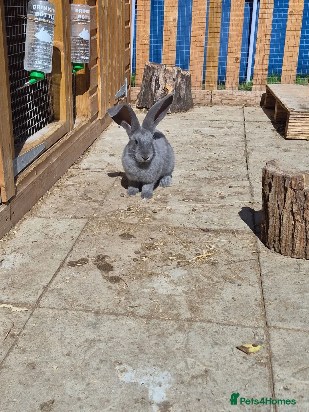 Continental Giant rabbits for sale: Pure giant continental rabbits  - Advert 2
