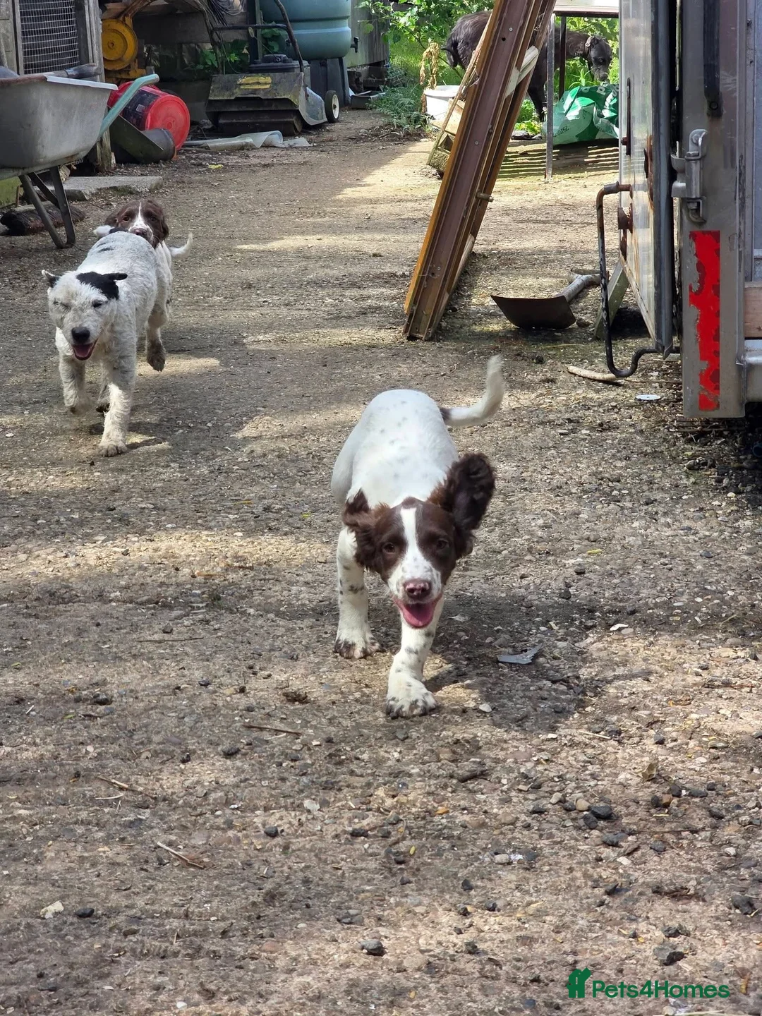English Springer Spaniel dogs for sale: Springer spaniel pups for sale in Melton Mowbray - Advert 2