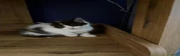 Mixed Breed cats for sale: 5 Beautiful kittens for sale £100 - Advert 12