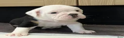 Olde English Bulldogge dogs for sale: 6 Olde English Bulldog puppies in Barry - Advert 18