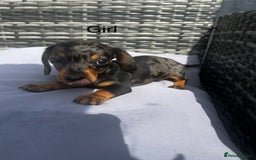 Miniature Dachshund dogs for sale: Miniature dachshund reddy for new homes - Image 8