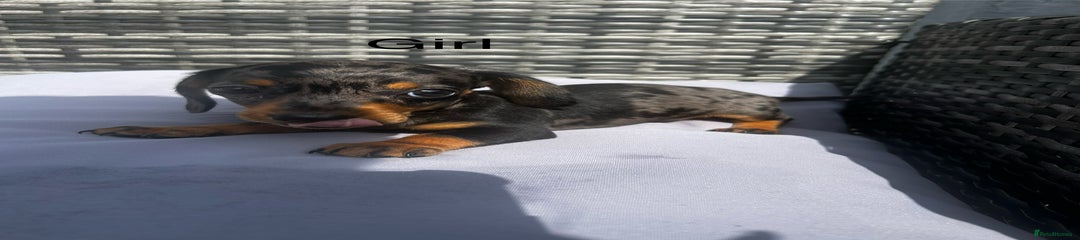 Miniature Dachshund Puppy 4