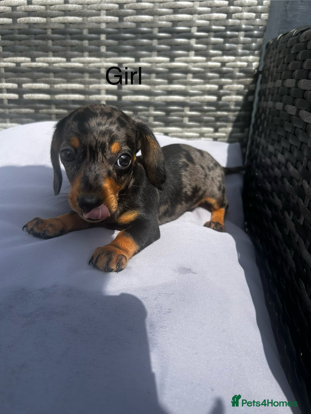Miniature Dachshund dogs for sale: Miniature dachshund reddy for new homes - Image 8