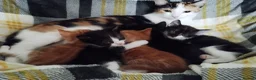 Mixed Breed cats for sale: Five adorable kittens looking for loving homes❤️ - Advert 4