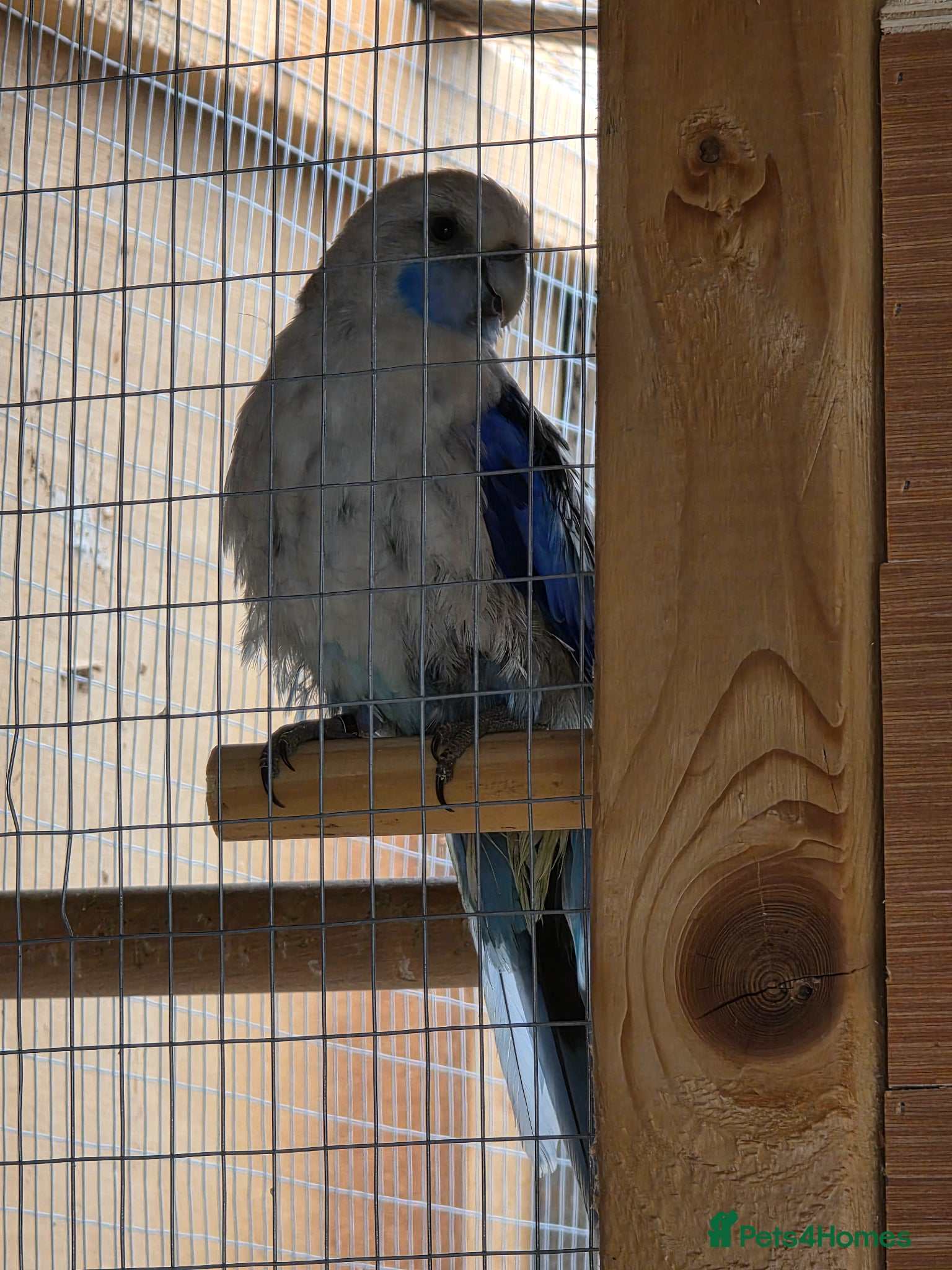 Parakeets birds Parakeets  - Advert 6
