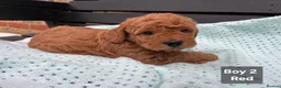 Labradoodle dogs for sale: Adorable Miniture F1B Labradoodle puppies - Advert 12