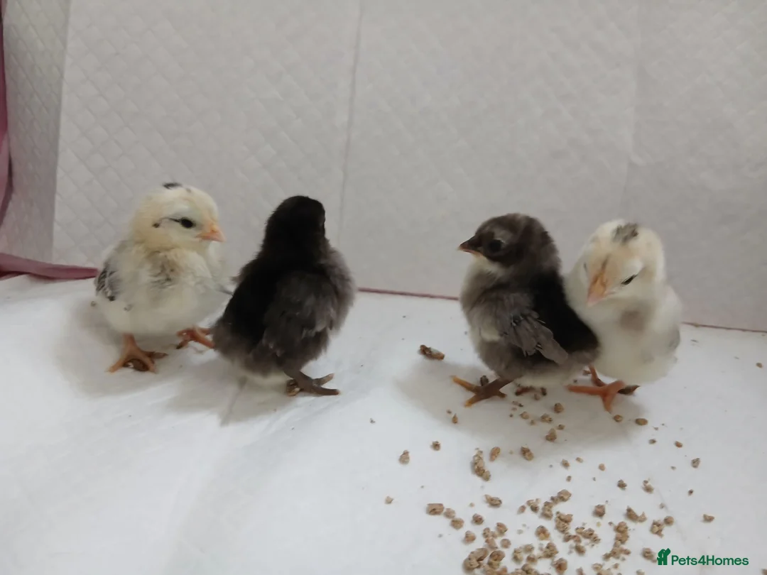Chickens poultry for sale: Serama chicks  - Advert 2