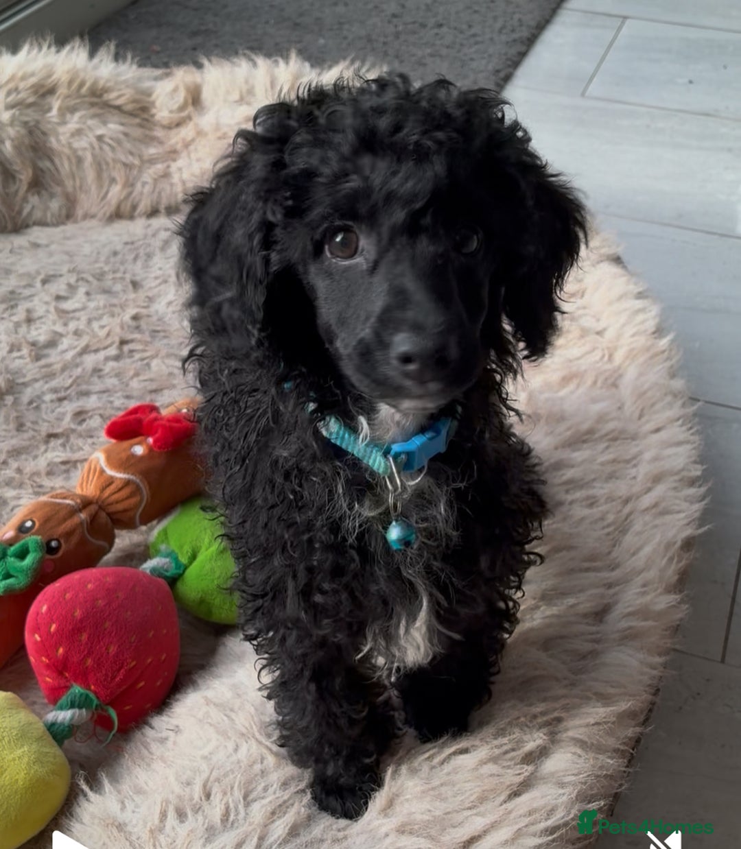 Miniature Poodle dogs for sale: Cavapoo poodle  - Image 4