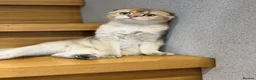 Scottish Fold cats for sale: TICA Active Golden Scottish Fold girl - Advert 3