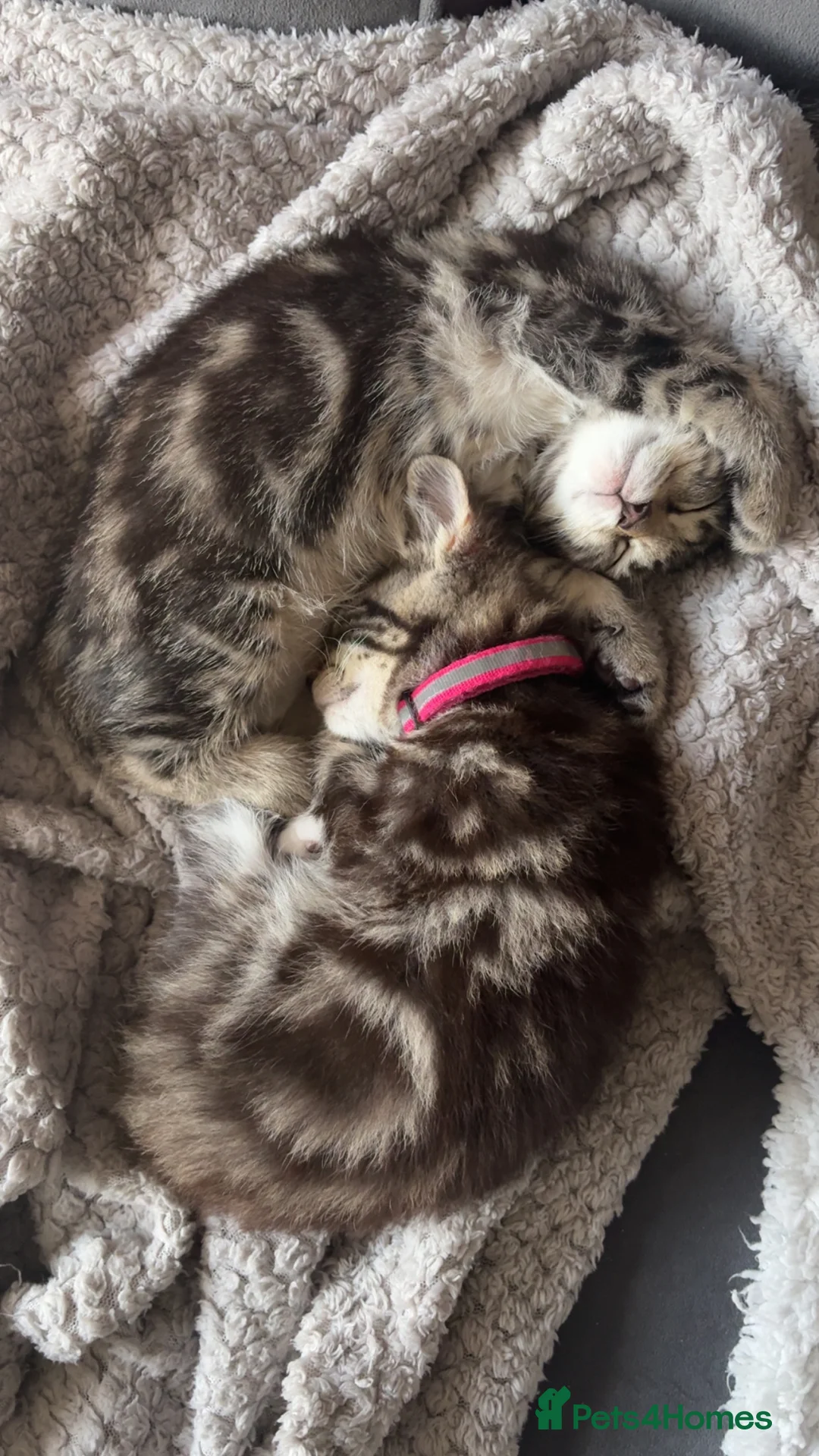 Mixed Breed cats for sale: 5 kittens  - Advert 2