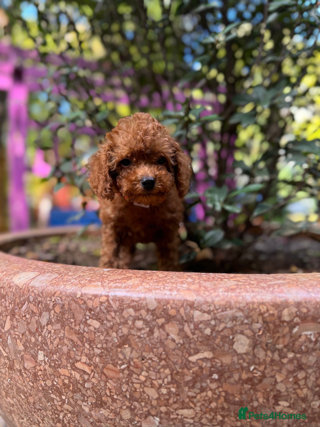 Toy Poodle dogs for sale: Adorable Toy Poodle Puppies  - Image 16
