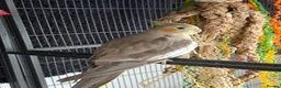 Conures birds for sale: Green Cheek Conure & 3 Cockatiels - Advert 4