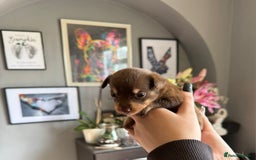 Mixed Breed dogs for sale: 9 beautiful dachshund cross poms - Image 4