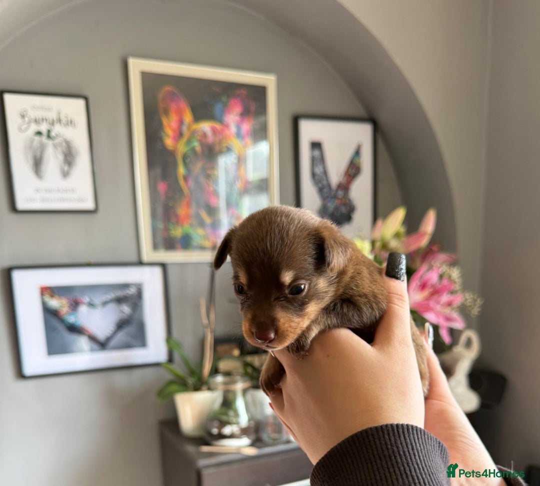 Mixed Breed dogs for sale: 9 beautiful dachshund cross poms - Image 4