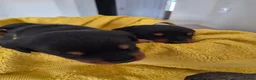 Rottweiler dogs for sale: WORLD CHAMPION CHUNKY ROTTWEILERS  - Advert 26