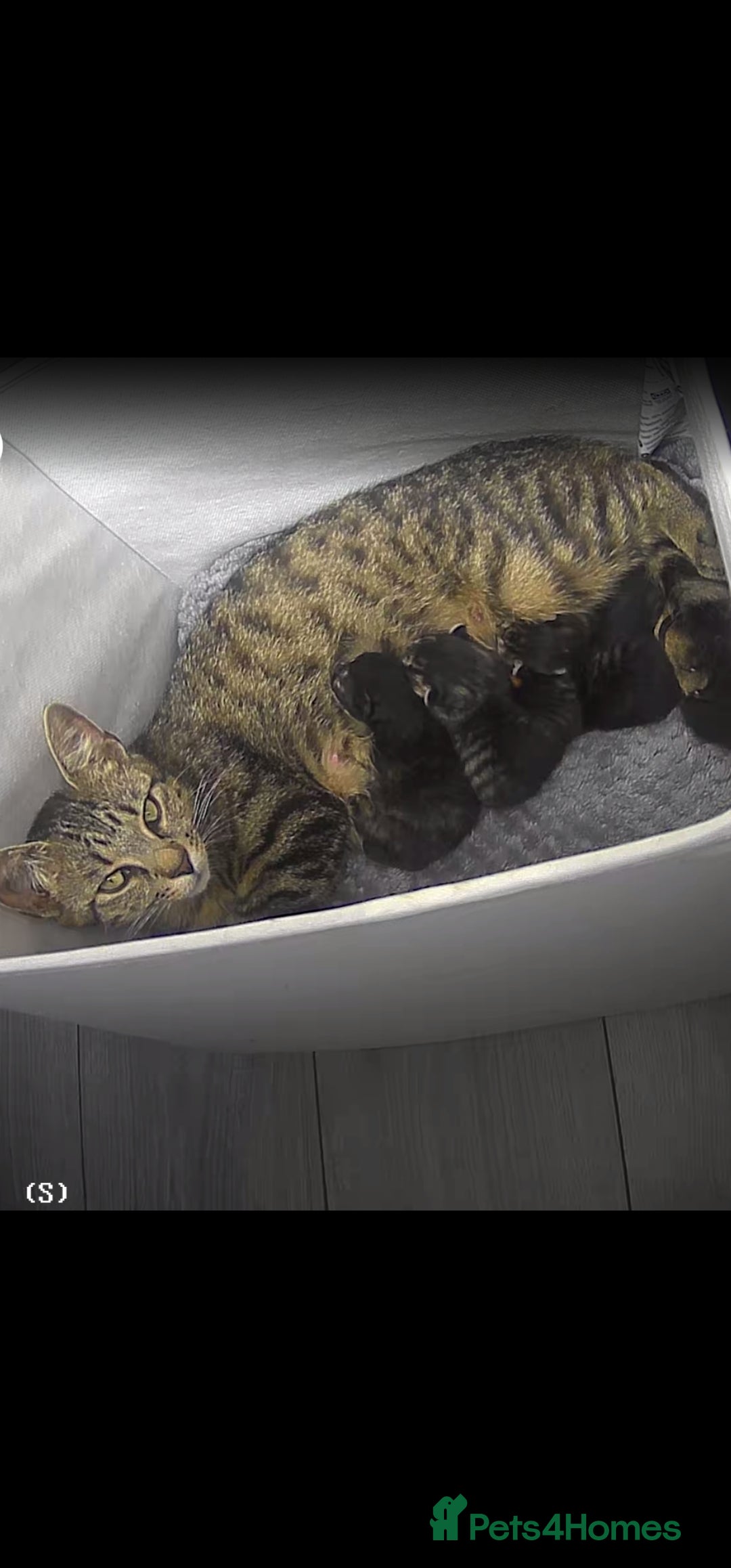 Bengal cats for sale: Stunning bengal X kittens - Image 8