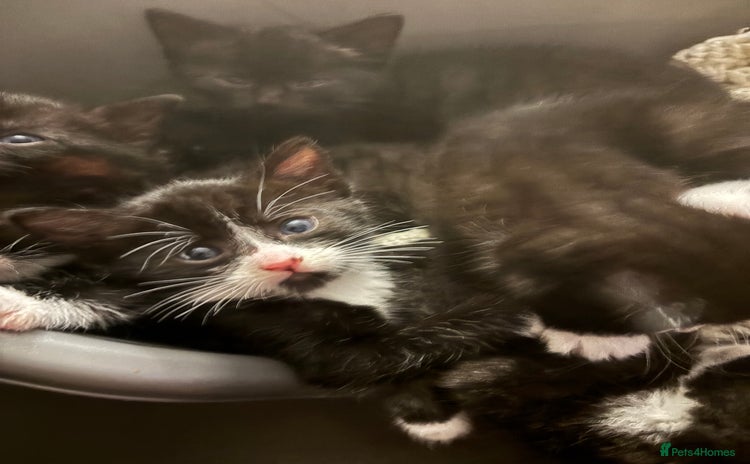 Mixed Breed cats - Advert 2