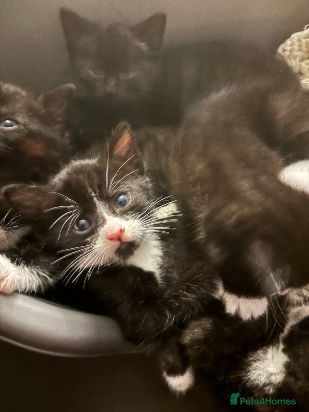 Mixed Breed cats for sale: Kittens - Image 1