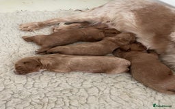 Cockapoo dogs for sale: F1 cockapoos parents dna health tested - Image 7