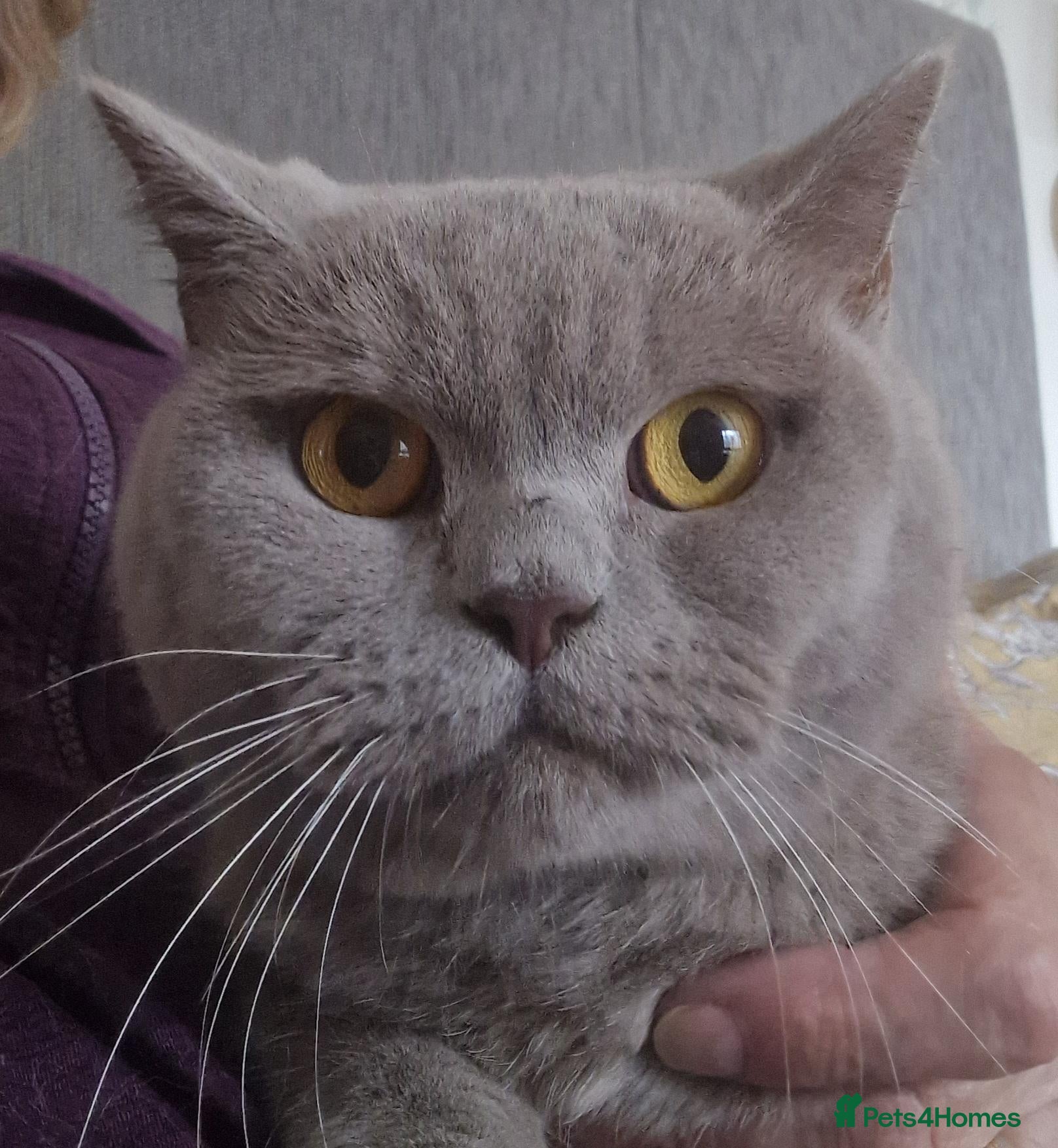 British Shorthair cats Gorgeous lilac british shorthaired girl  - Advert 11
