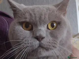 British Shorthair cats Gorgeous lilac british shorthaired girl - Advert 11