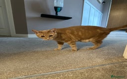 Domestic Shorthair cats for sale: Domestic Short Hair Kitten - Image 6
