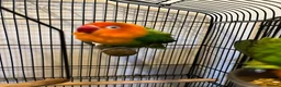 Lovebirds birds for sale: 2 lovebird pairs and cage for sale. in Brierley Hill - Advert 22