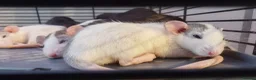Rat rodents for sale: READY NOW! Updated. Gorgeous fancy dumbo rats - Advert 11