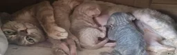 Devon Rex cats for sale: ❤️ Gorgeous Devon Rex Kittens ❤️ - Advert 7