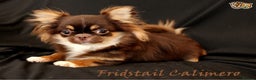 Chihuahua dogs for stud: Extra tiny chocolate and tan stud dog DNA tested in Rotherham - Advert 5