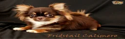 Chihuahua dogs for stud: Extra tiny chocolate and tan stud dog DNA tested in Rotherham - Advert 5