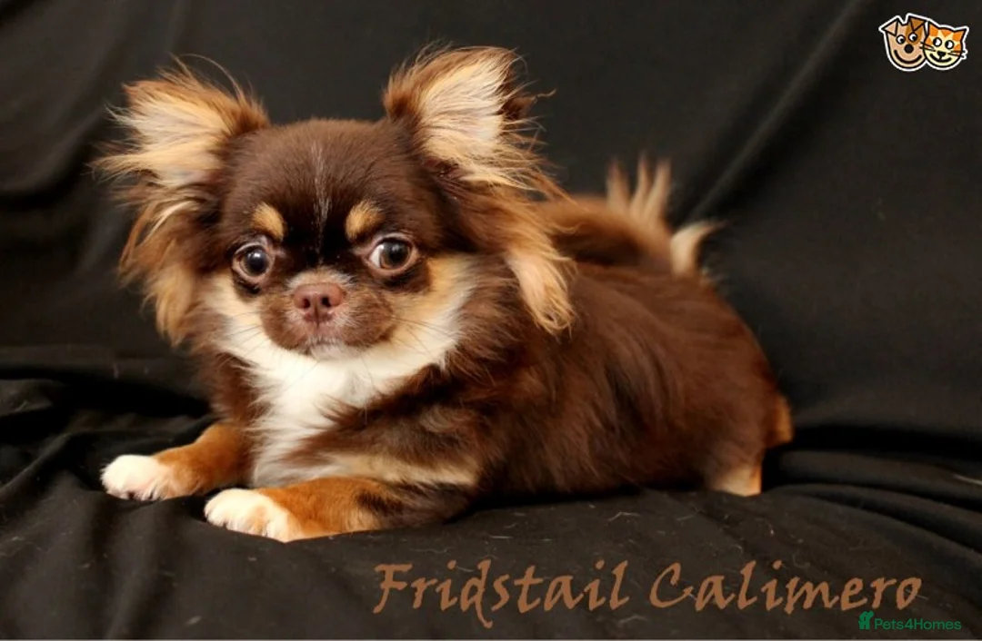 Chihuahua dogs for stud: Extra tiny chocolate and tan stud dog DNA tested in Rotherham - Advert 5