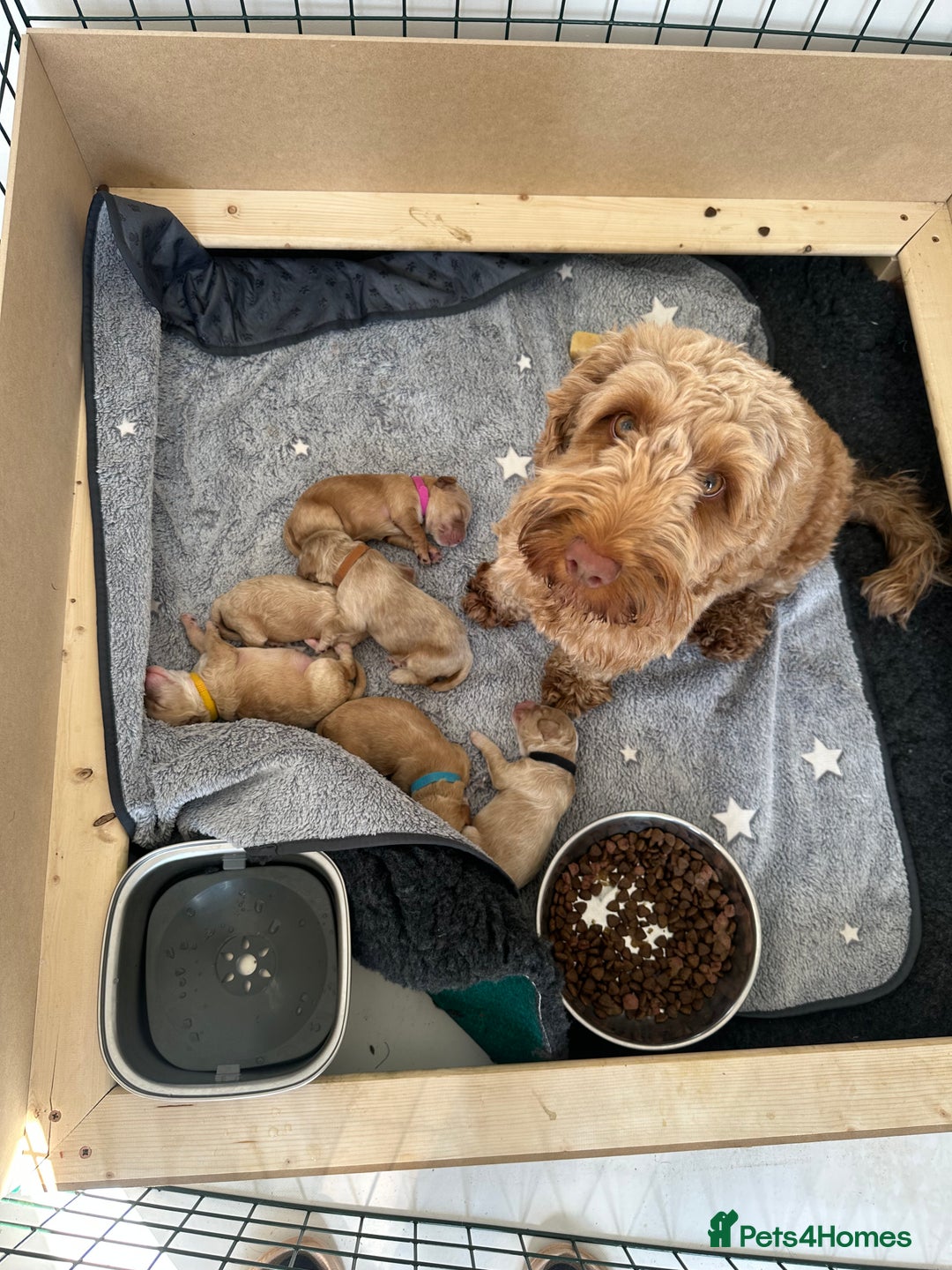 Cockapoo dogs for sale: - 3 Cockapoo Puppies - ! collect today ! Chester - - Image 21