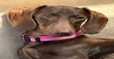 Miniature Dachshund dogs - Advert 4