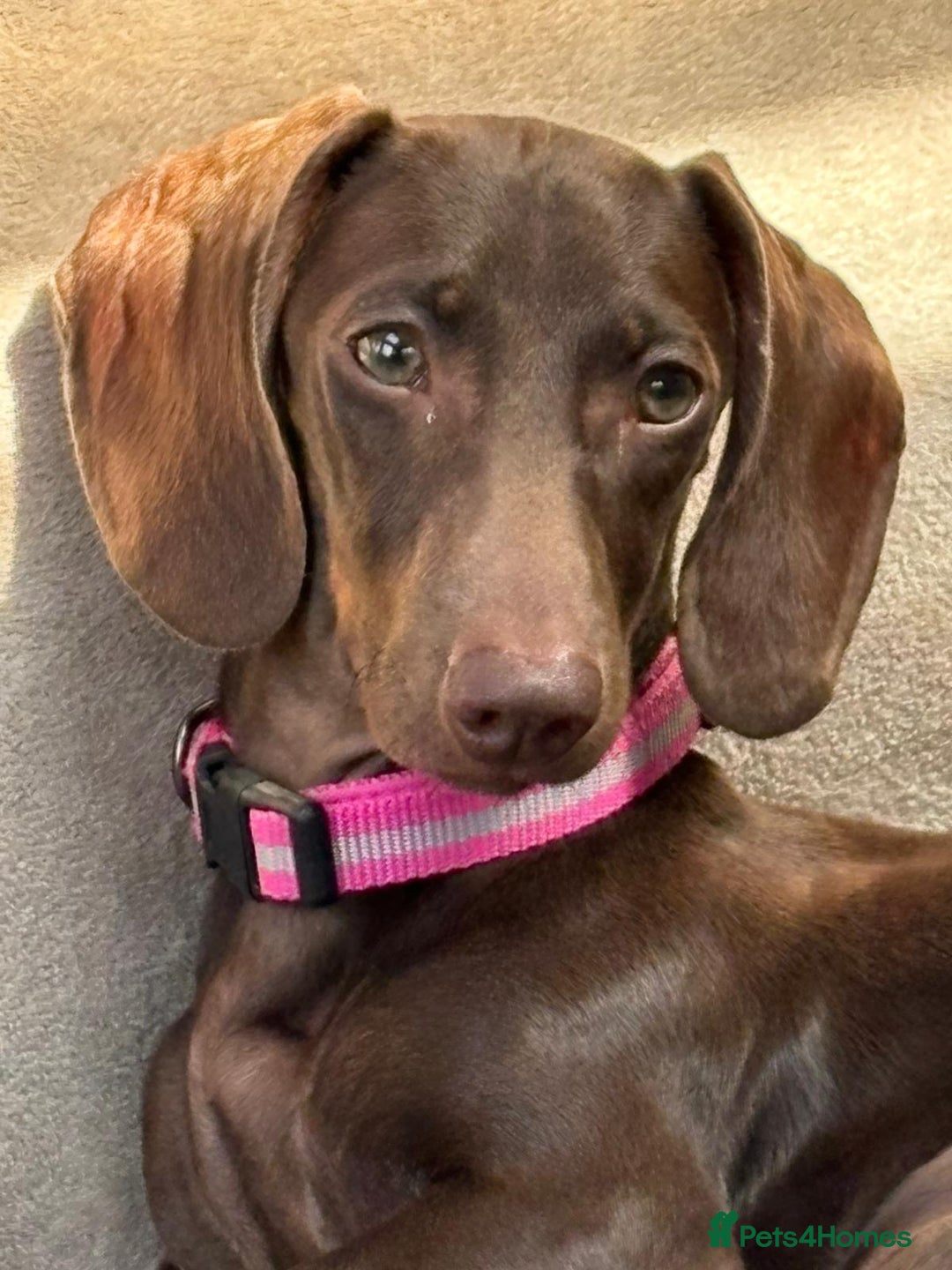 Miniature Dachshund dogs for sale: Beautiful mini dachshund little lady full pedigree - Image 2