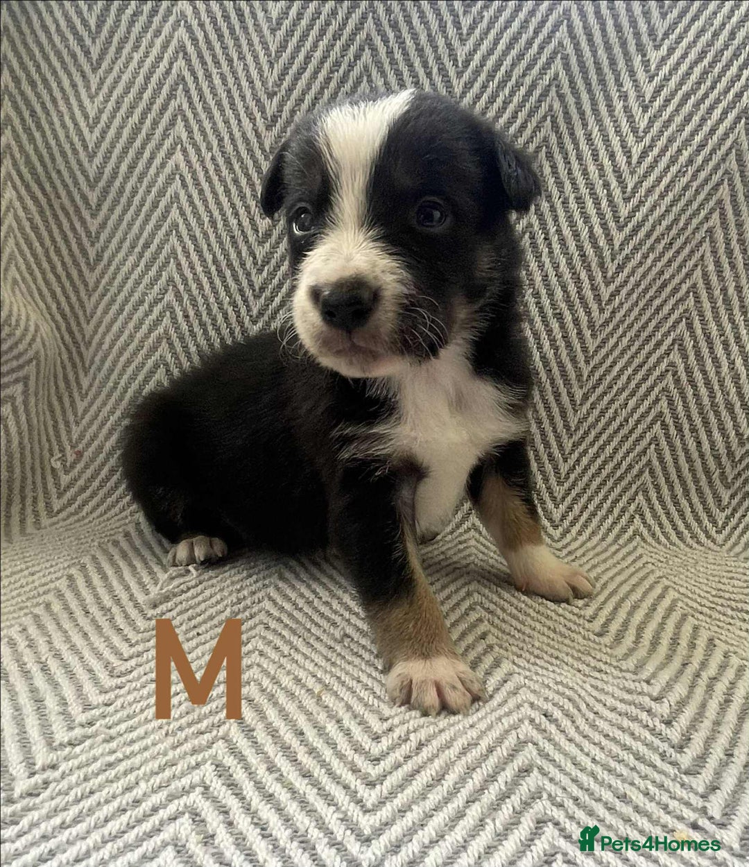 Border Collie dogs for sale: Border collie pups - Image 6
