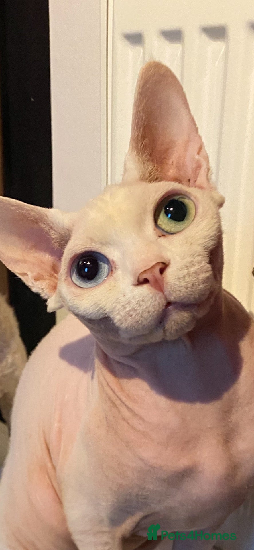 Sphynx cats for sale: Young female neutered sphynx cat for sale - Advert 15