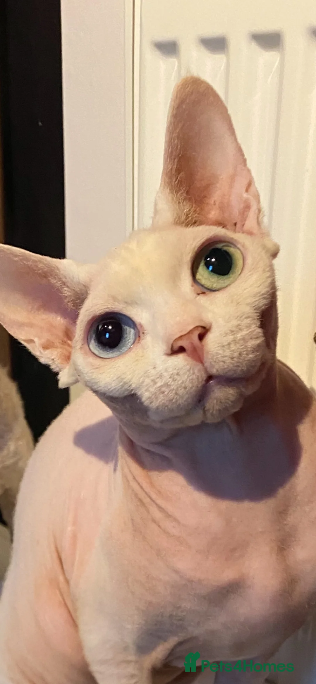 Sphynx cats for sale: Young female neutered sphynx cat for sale - Advert 1
