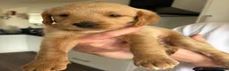 Mixed Breed dogs for sale: ONLY 2 LEFT Double Doodle Puppies (Cockadoodles) - Advert 27