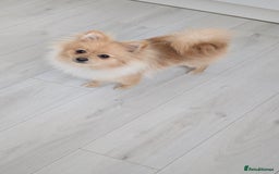 Pomeranian dogs for sale: Pomeranian 6 months old cute puppy  - Image 6