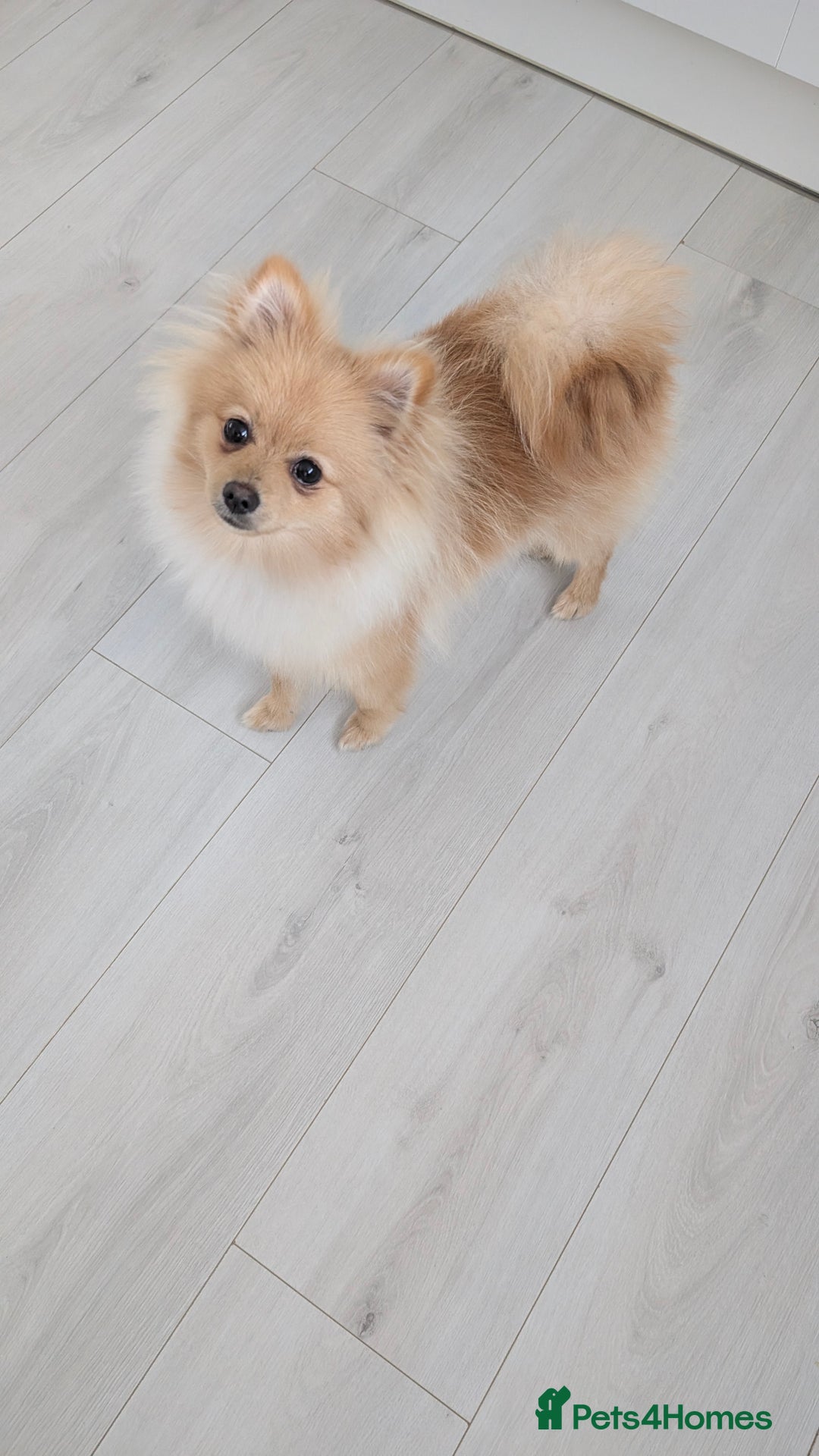 Pomeranian dogs for sale: Pomeranian 6 months old cute puppy  - Image 6