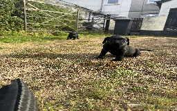 Labrador Retriever dogs for sale: Labrador Puppies  - Image 10