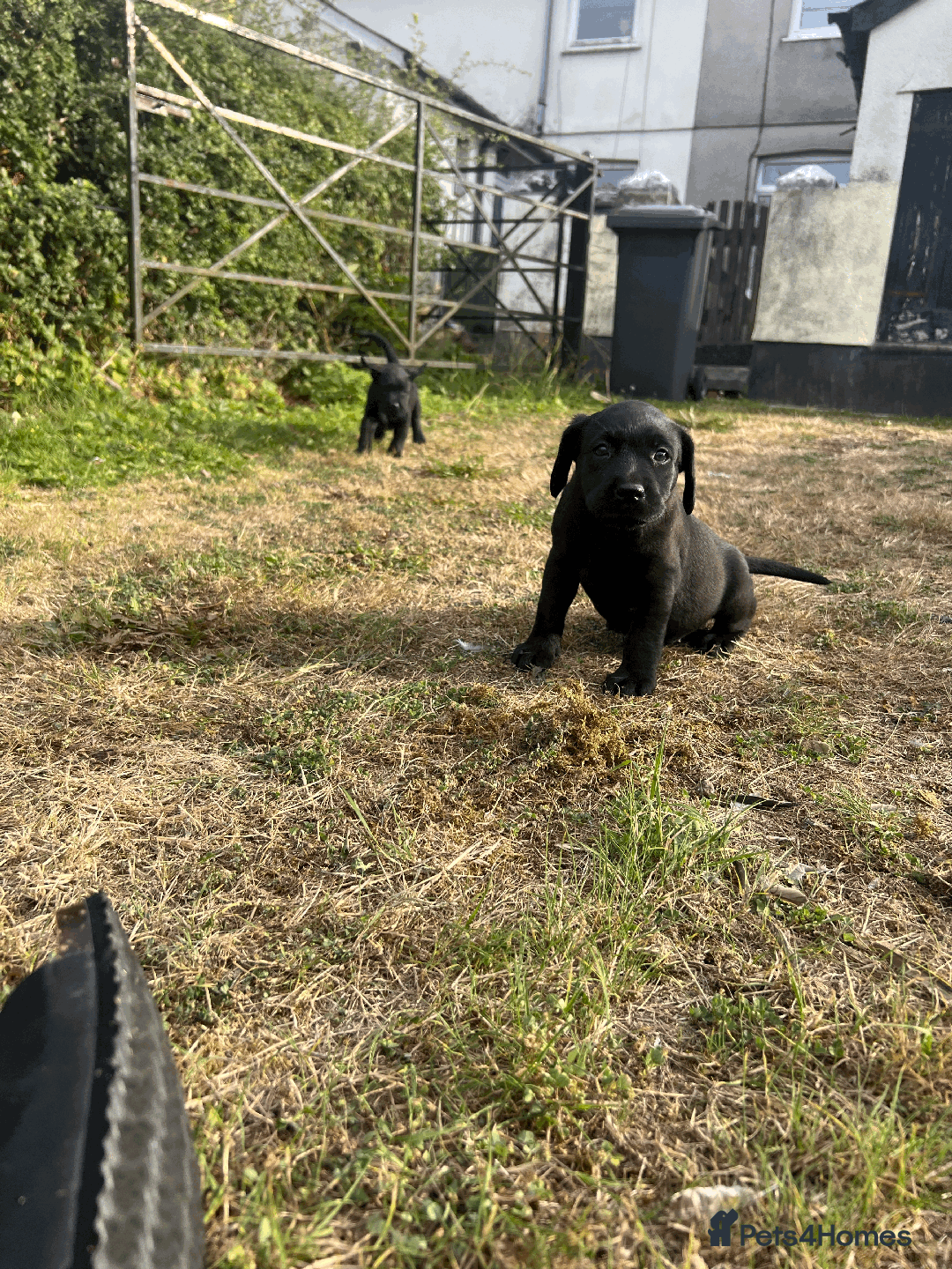 Labrador Retriever dogs for sale: Labrador Puppies  - Image 10