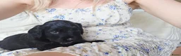 Mixed Breed dogs for sale: Bordoodle X Springer Spaniel puppies  - Advert 15