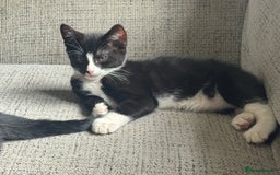 Mixed Breed cats for sale: 3 boys Available  - Image 3